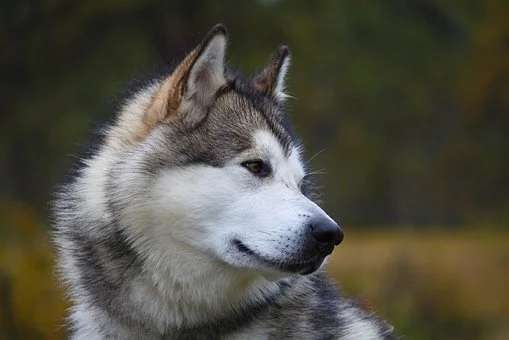 Envie d'élever un chien de traîneau Alaska ? Celui-ci choisit une ligne directrice à collecter