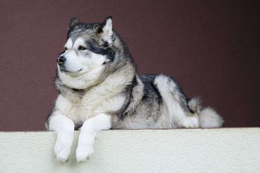 Comment élever le chien de traîneau d'Alaska qui tire uniquement par le vent ? Cette directive relative aux flux trouve, s'il vous plaît