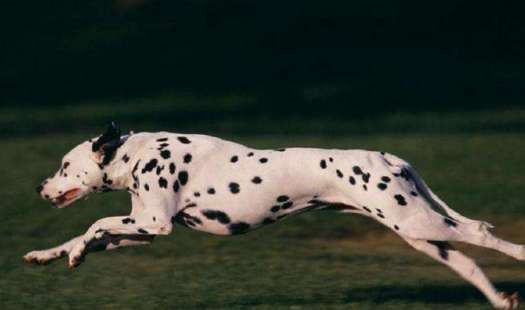 Bud bestows favor on dog of Ding of barley of introductory stain dog now