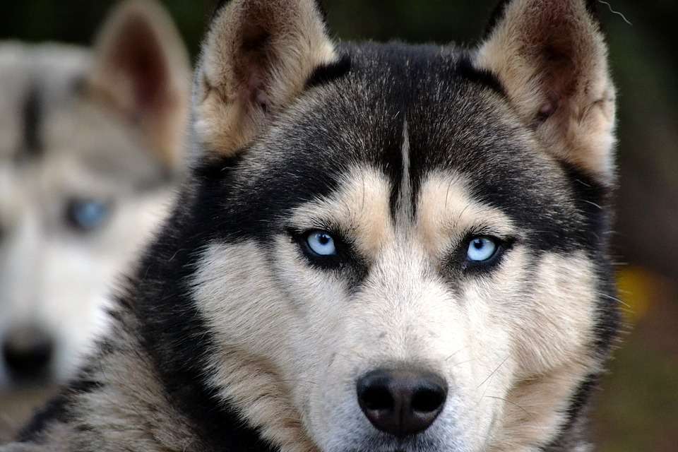 Vous savez Ha Shiji seulement j'aime déchirer la maison, je ne me connais pas pour avoir encore autant d'avantage cependant !