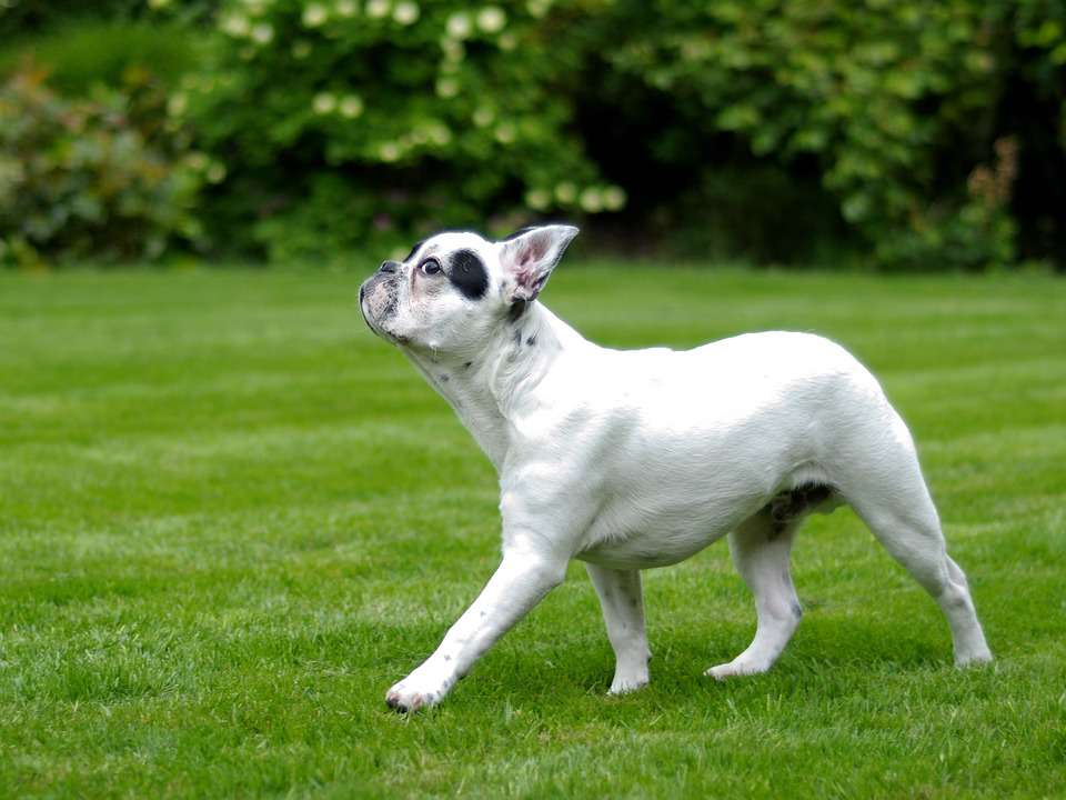 Comment les chiens de France conservent-ils la corrida ? Vous devez comprendre ces maladies courantes !