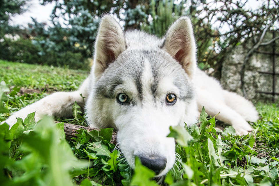 Huskies are too stupid to train? Then you must look at these methods