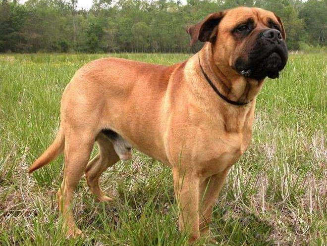 ¿Quieres poder feroz, el perro guardaespaldas del gas matón? La corrida de toros Ma Shi cría al perro de su marido, probablemente tenga su intención