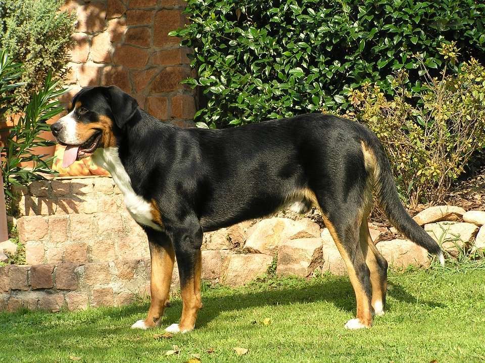 About the feeding points of the Greater Swiss Mountain Dog, you Do you know everything?