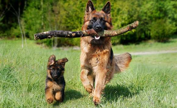 How does German sheperd dog train? What does need notice?