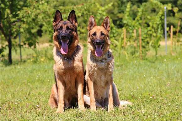 A few kinds of food that check Germany sheperd dog often eats, did not think of the last so important