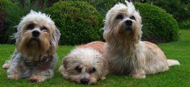 Introduction to the rare and mysterious Dandie Dinmont Terrier
