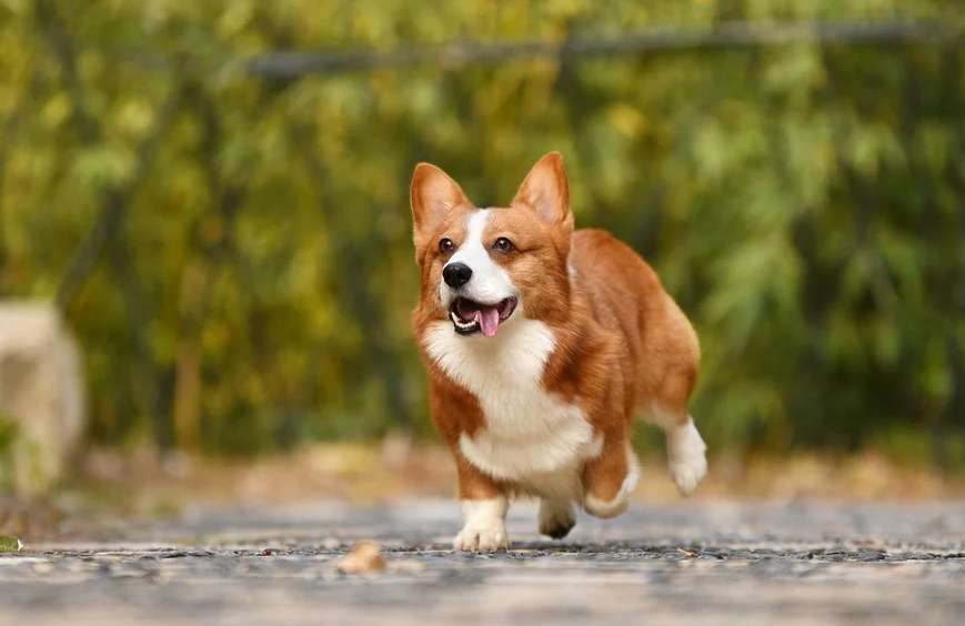 ¿La casa de autodisciplina del funcionario del excremento que habla con una pala tiene el perro Ke Ji, la cura depende del bolso?