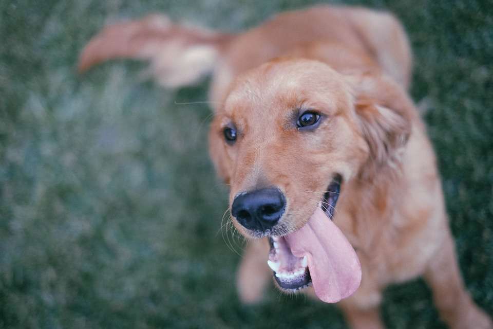 After understanding these, you will know why golden retrievers are so popular