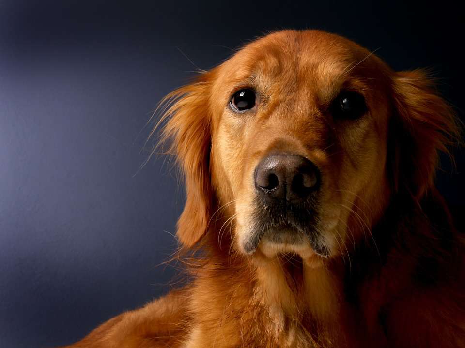 Don't know the common diseases and prevention methods of golden retriever dogs? Don't worry, let's go to the dry goods!