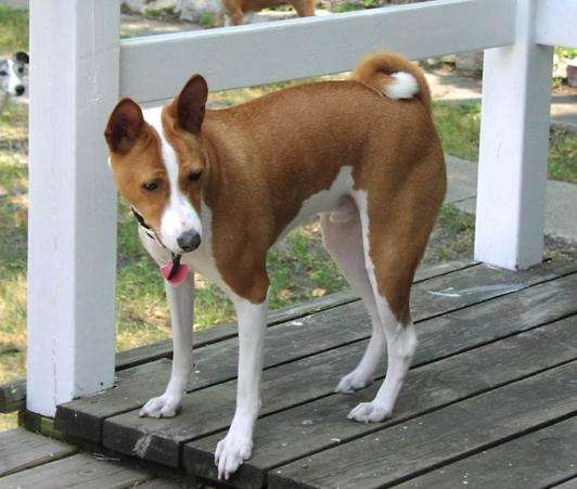 Immortality in Promise, the Tale of the Fire Thief Basenji