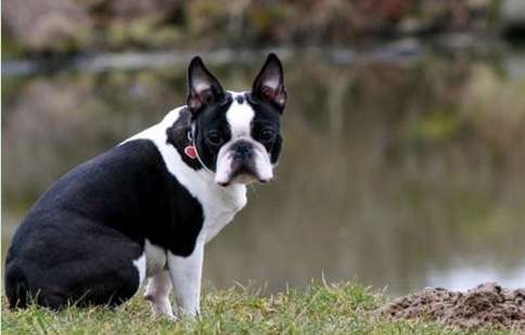 The four major feeding points for Boston Terriers that scrappers need to know