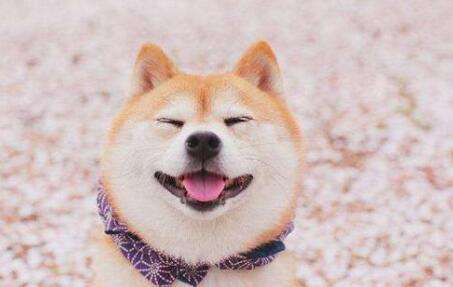 5 minutes to help you understand the character strengths and weaknesses of the Shiba Inu