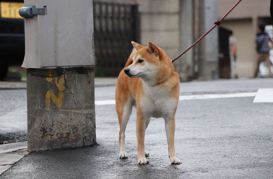  5分でわかる柴犬の性格の長所と短所