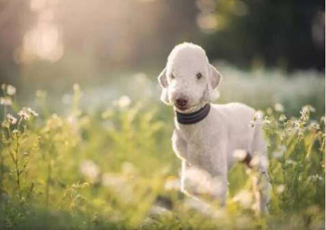 Not sure how to train your Bedlington Terrier in sheep's clothing? The point is here!