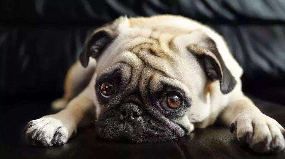 Love it you need to know more, Pug Science popularization of common diseases in dogs