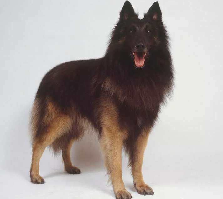 Do you know the common diseases and prevention methods of Belgian Tambilian dogs?