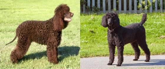 This is what the Irish Water Spaniel looks like, don't confuse it with the Poodle anymore!