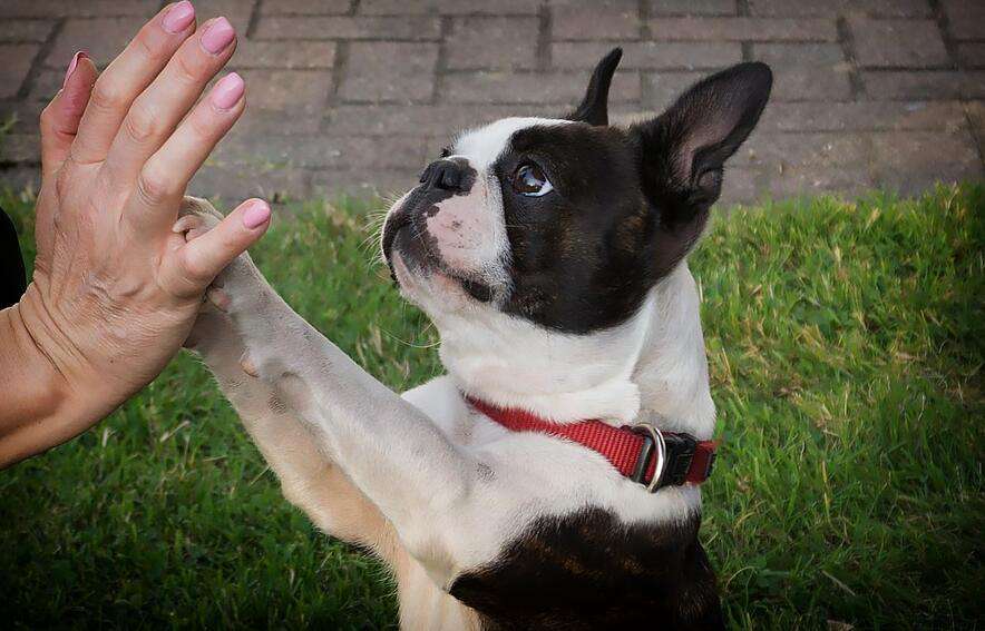 The Gentleman from the Starry Dog - Boston Terrier