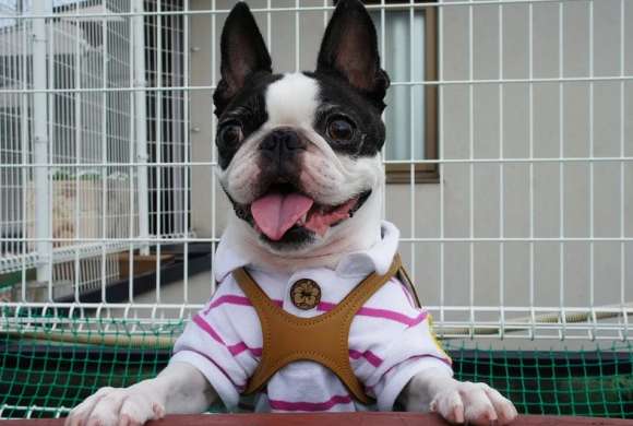 The Boston Terrier is so chosen that it will ride the wind and waves and come to you!