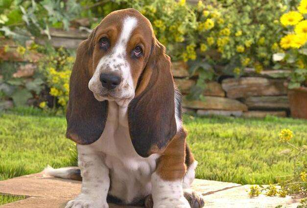 Raising Wang Xingjie’s Dumbo Basset Dog, you need to pay attention to these