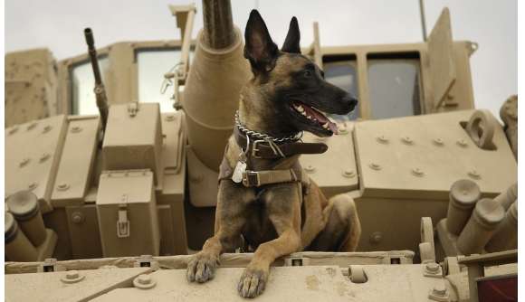 Fatal blow! From the Military K9 Belgian Malinois