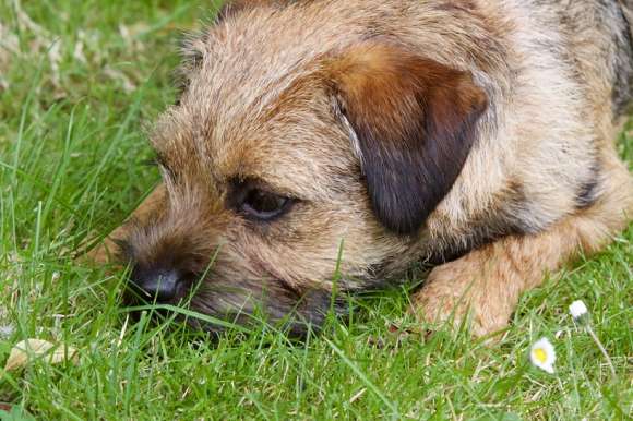 Scolding border terriers for eating shit? That is your feeding method is wrong!