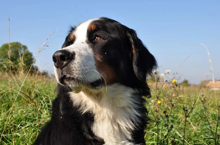 do you know? These courses are required for the Bernese Mountain Dog