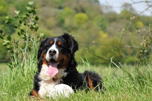 People who feed Bernese Mountain Dogs, keep these four things in mind Key points