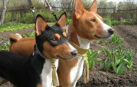 This is how other people’s Basenji dogs were trained!