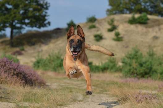 I'm a Belgian Malinois but I just look fierce, but I'm actually very gentle.