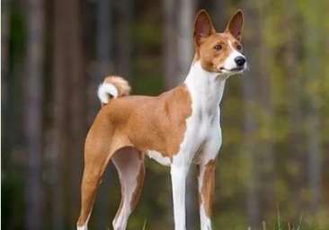 How to feed a Basenji dog that is prone to obesity? These points are very important