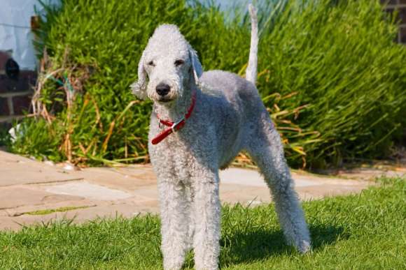 Werfen Sie einen Blick darauf und Sie werden wissen, wie Sie einen Bedlington Terrier auswählen.