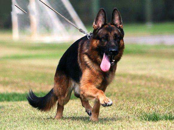 What is the utility of German sheperd dog