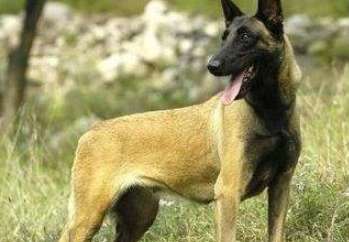 Belgian level is higher than joining canine system how much be