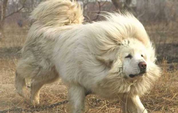 Tibetan mastiff has much loyalty to host so master bear grudges of dozen of meeting Tibetan mastiff not