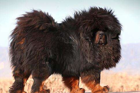Pursue blooded and authentic the Tibetan mastiff with a small moon