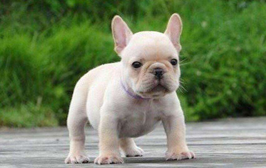 How French bullfight dog is sticky person