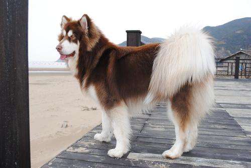 Chien de traîneau de l'Alaska, voici comment se nourrir