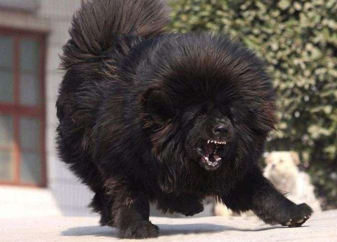 How does Tibetan mastiff train