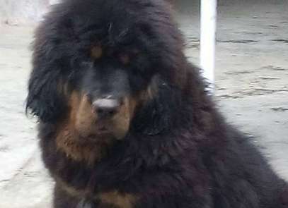 What does need Tibetan mastiff train