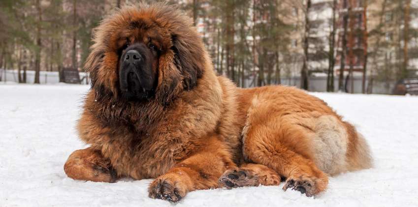 Tibetan mastiff eats much how does have loose bowels do