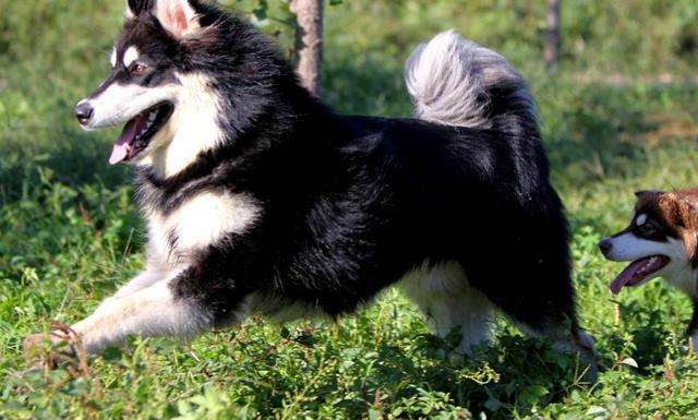 Buy Alaska sledge dog what to notice