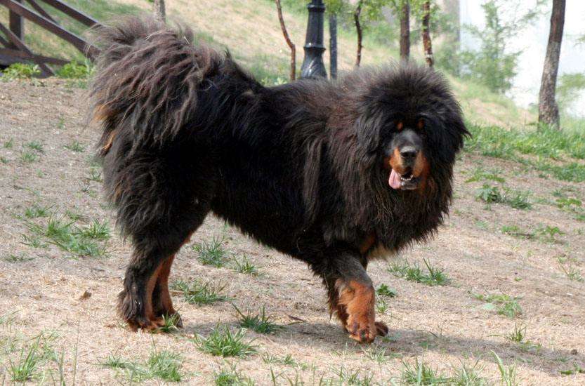 Cacher le dogue un jour pour manger plusieurs fois