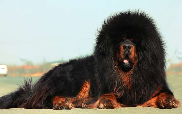 What does Tibetan mastiff like