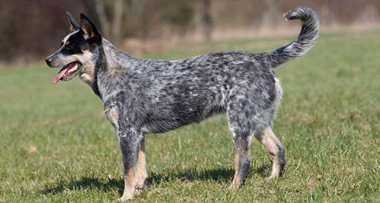 The disposition appearance feature of Australian herd bulldog